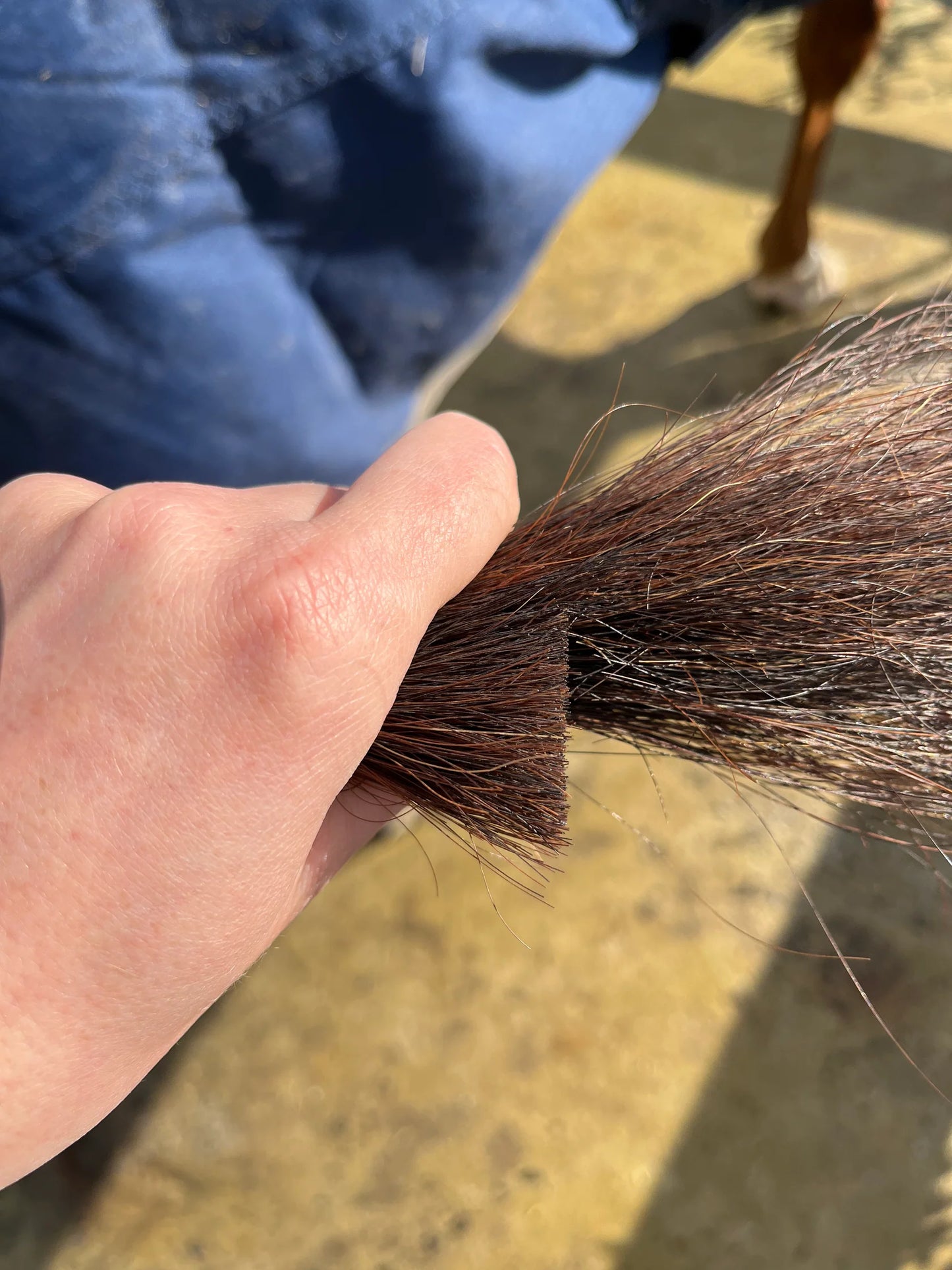 HORSE TAIL TRIMMING SCISSORS