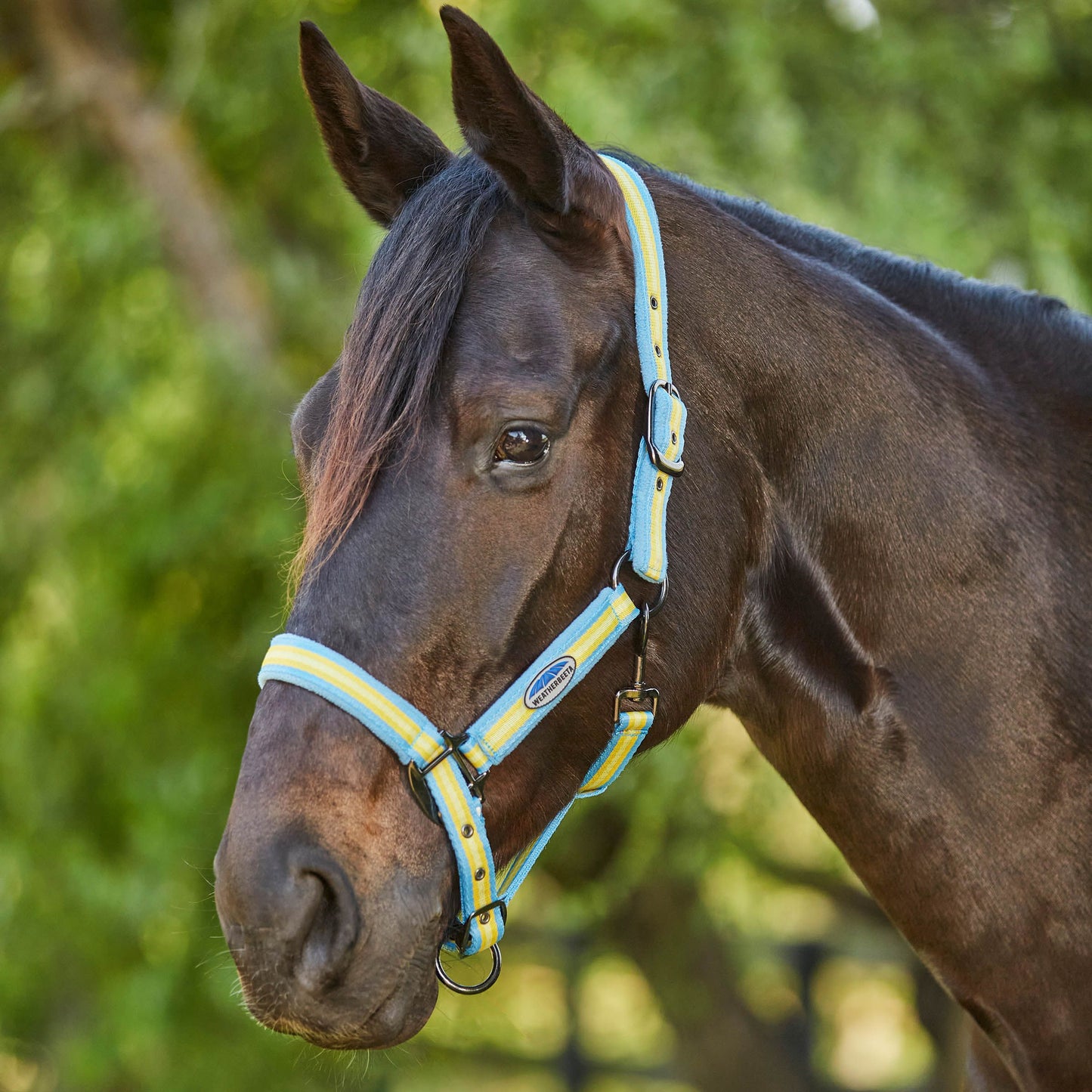 WEATHERBEETA COORDINATE HEADCOLLAR