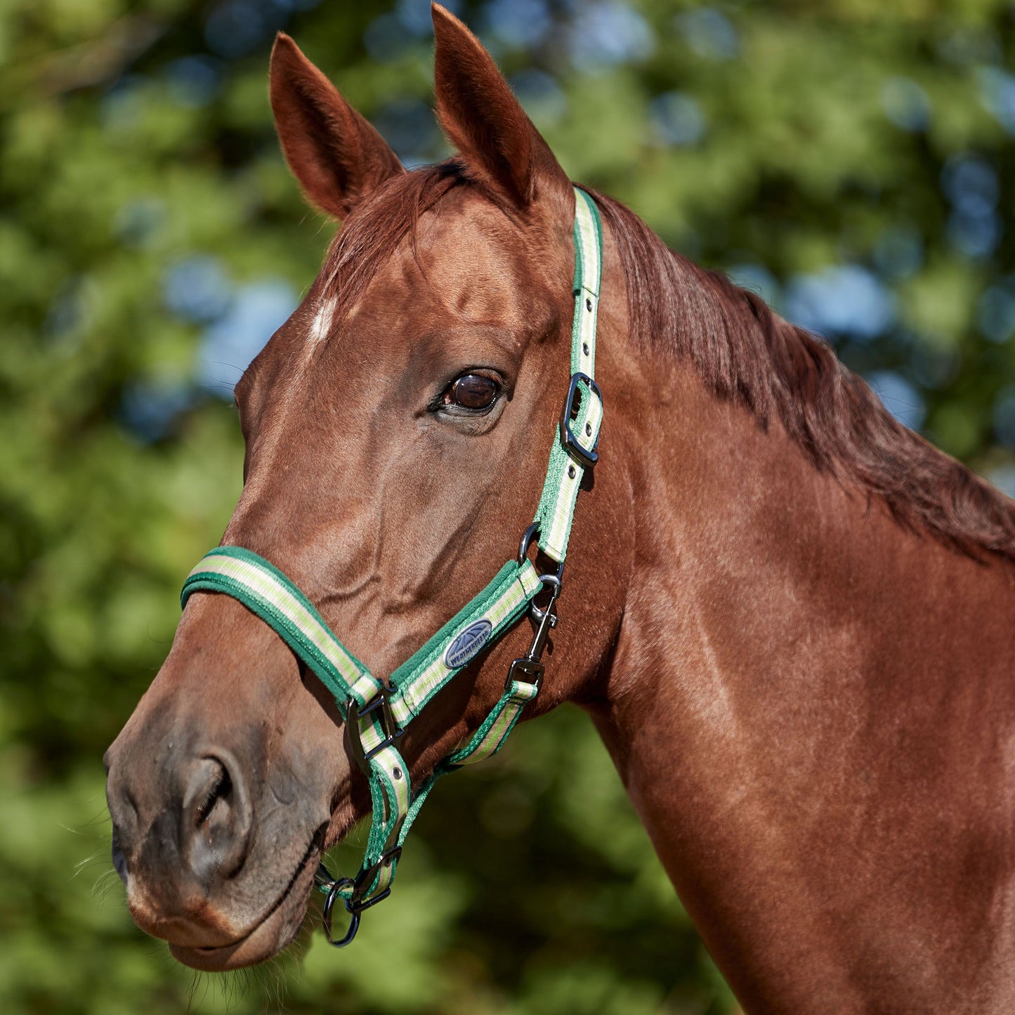 WEATHERBEETA COORDINATE HEADCOLLAR