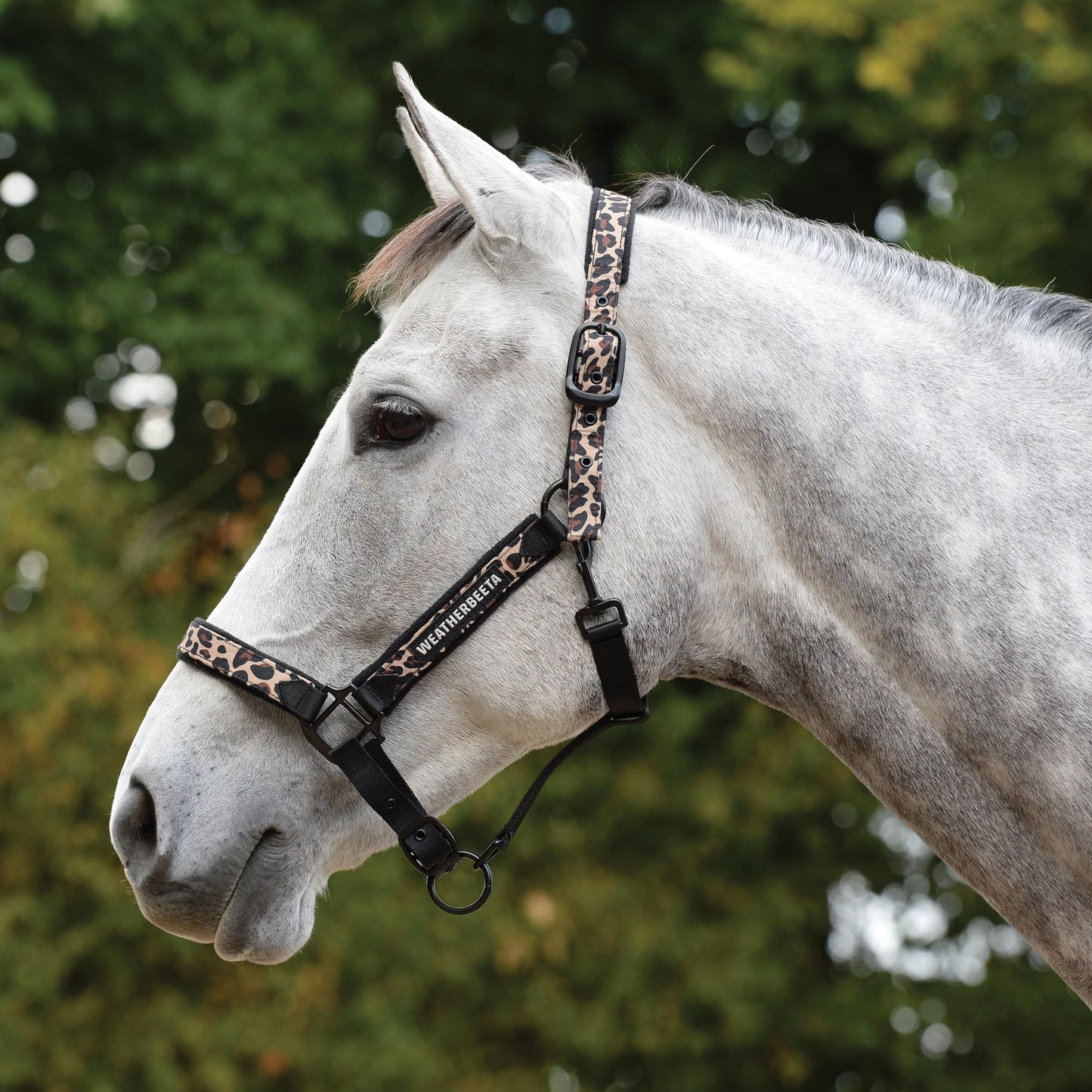 WEATHERBEETA LEOPARD HEADCOLLAR