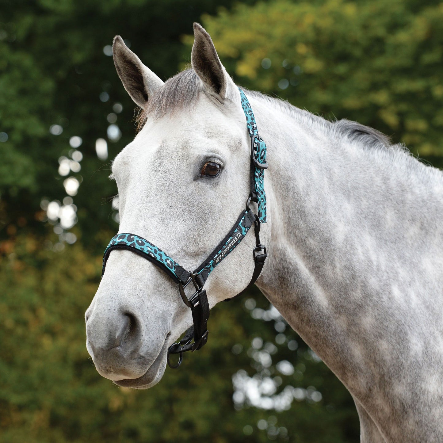 WEATHERBEETA LEOPARD HEADCOLLAR