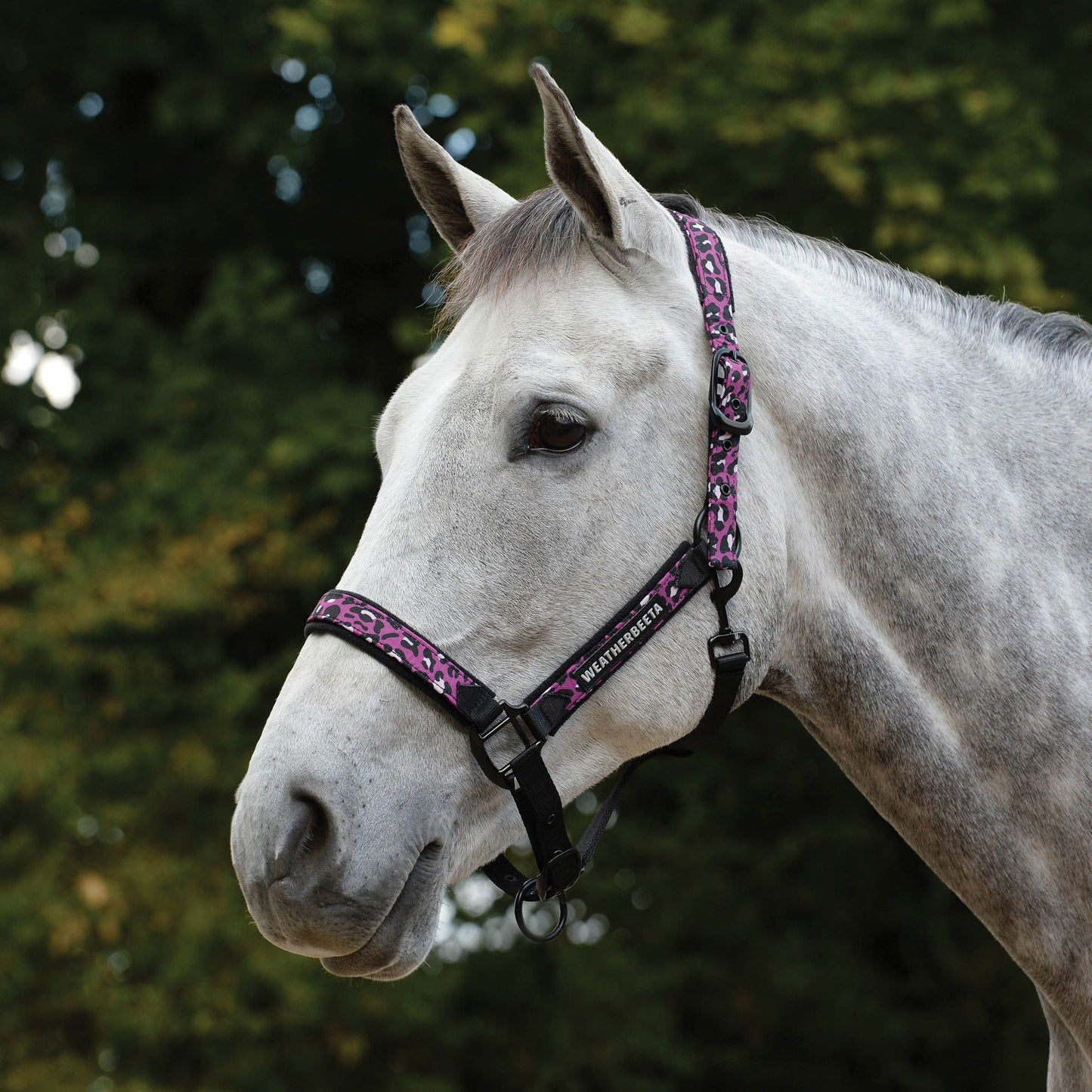 WEATHERBEETA LEOPARD HEADCOLLAR