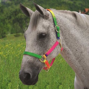 ROMA RAINBOW HEADCOLLAR